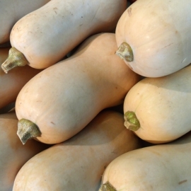 Fles Pompoen per stuk (± 800 gram)