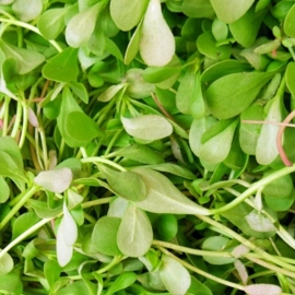 Postelein verpakt per 250 gram