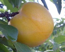 Sun Estiva pruim verpakt per 500 gram