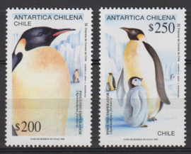 Chili koning pinguïn