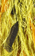 Lammy Yarns Carnaval 071