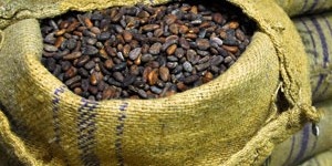 Forastero-cacao-bean-Chocopedia-300x150.jpg