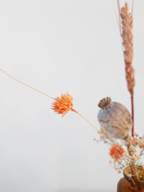 Droogbloemen Bruin vaasje stip |  Zomer