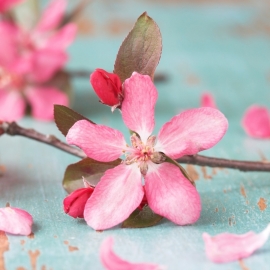 Blossoms 15x15 cm - Vak 104