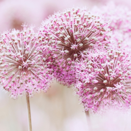 Rouwkaartje Silence 8x8 | paars | dubbel | 12 stuks | Zonder tekst