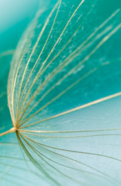 Rouwkaartje Silence 9x14 | zaden | dubbel | 12 stuks | Zonder tekst