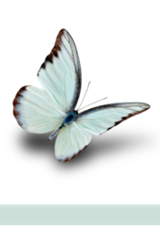 Rouwkaartje Silence 9x14 | vlinder | dubbel | 12 stuks | Zonder tekst