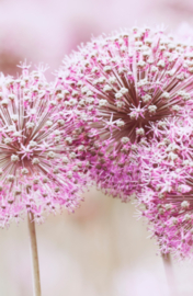 Rouwkaartje Silence 9x14 | paars | dubbel | 12 stuks | Zonder tekst