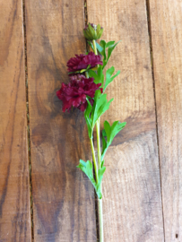 Scabiosa burgundy