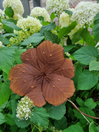 Rusty Flower Malve