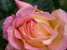 fimo roos wit roze geel