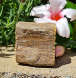 Versteend hout - Java - no.1