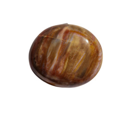 Versteend Hout - no.10 - 4cm - Palmsteen