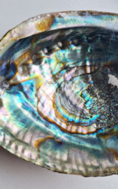 Groene Abalone schelp