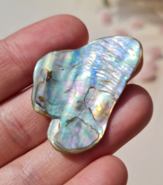 Abalone Schelp