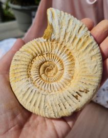 Ammoniet - Wit - Madagaskar - no.18