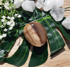 Versteend Hout Edelsteen - no.01 - Palmsteen - 6 cm
