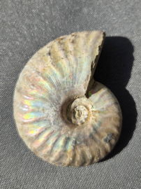 Ammoniet iriserend - Madagaskar ca.5 cm diverse modellen