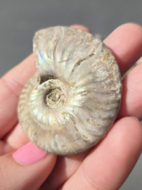 Ammoniet iriserend - Madagaskar 5 cm diverse soorten