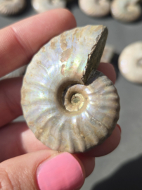 Ammoniet iriserend 5 cm - Madagaskar diverse soorten