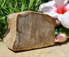 Versteend hout - Java - no.1