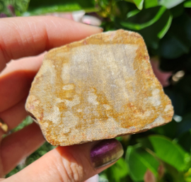 Versteend hout - Java - no.1