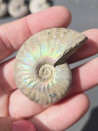 Ammoniet iriserend - Madagaskar ca.5 cm diverse modellen