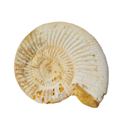 Ammoniet - Wit - Madagaskar - no.02 - 8 cm