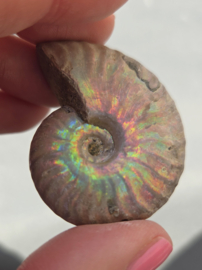 Ammoniet iriserend - Madagaskar ca.5 cm diverse modellen