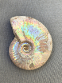 Ammoniet iriserend 5 cm - Madagaskar diverse soorten
