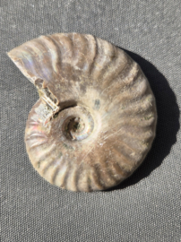 Ammoniet iriserend - Madagaskar ca.5 cm diverse modellen