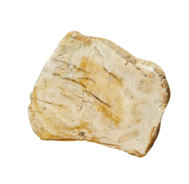 Versteend hout - Java - no.3