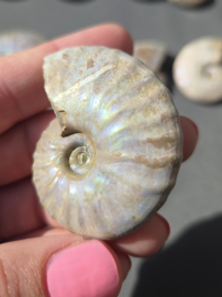 Ammoniet iriserend 5 cm - Madagaskar diverse soorten