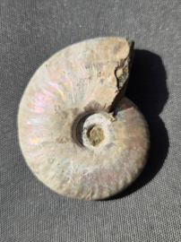 Ammoniet iriserend 5 cm - Madagaskar diverse soorten