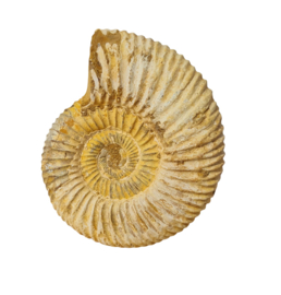 Ammoniet - Wit - Madagaskar - no.12 - 6 cm