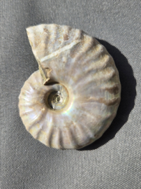 Ammoniet iriserend 5 cm - Madagaskar diverse soorten