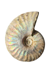 Ammoniet iriserend - Madagaskar ca.5 cm diverse modellen