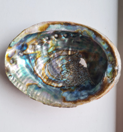 Groene Abalone schelp