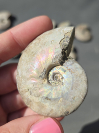 Ammoniet iriserend - Madagaskar 5 cm diverse soorten