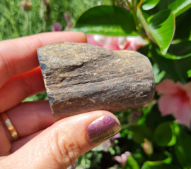 Versteend hout - Java - no.5