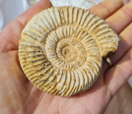 Ammoniet - Wit - Madagaskar - no.11 - 7 cm