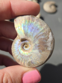 Ammoniet iriserend 5 cm - Madagaskar diverse soorten