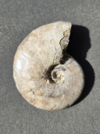 Ammoniet iriserend - Madagaskar 5 cm diverse soorten