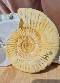 Ammoniet - Wit - Madagaskar - no.18