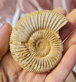 Ammoniet - Wit - Madagaskar - no.13 - 6 cm