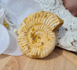 Ammoniet - Wit - Madagaskar - no.15 - 6 cm