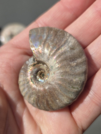 Ammoniet iriserend - Madagaskar ca.5 cm diverse modellen