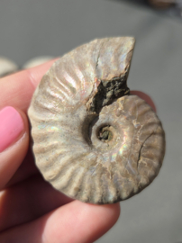 Ammoniet iriserend - Madagaskar ca.5 cm diverse modellen