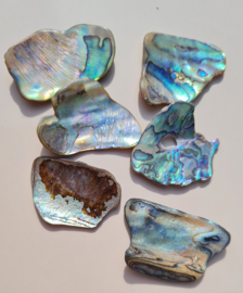 Abalone schelp - gepolijst - 20-30 mm