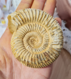 Ammoniet - Wit - Madagaskar - no.11 - 7 cm